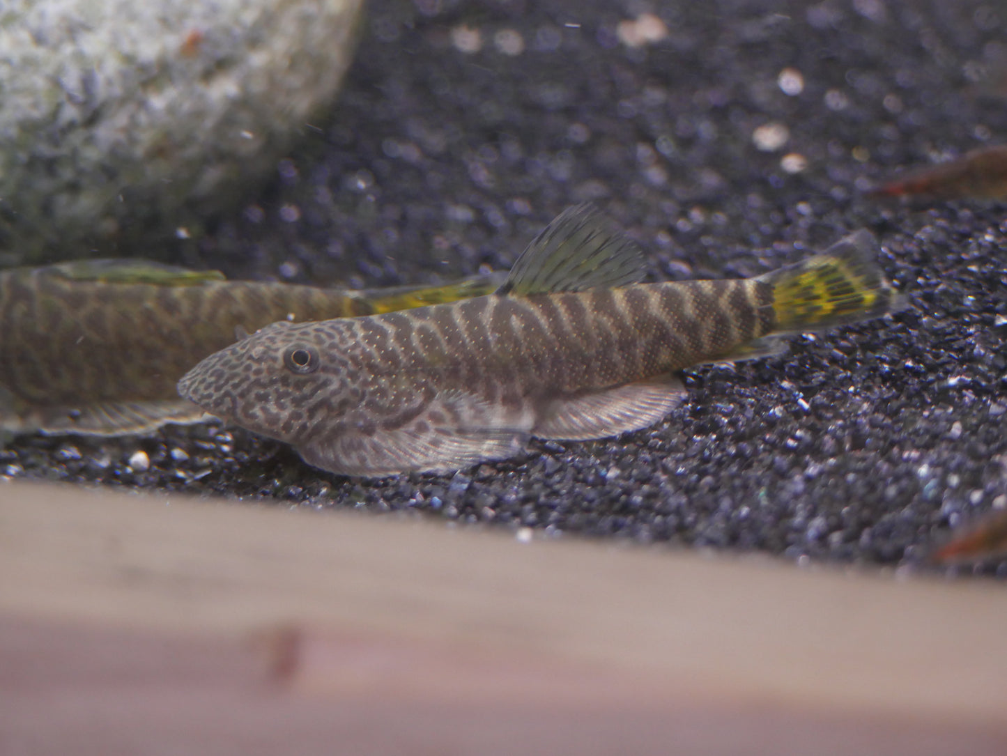 Yellow Leopard Hillstream (Gastromyzon embalohensis)