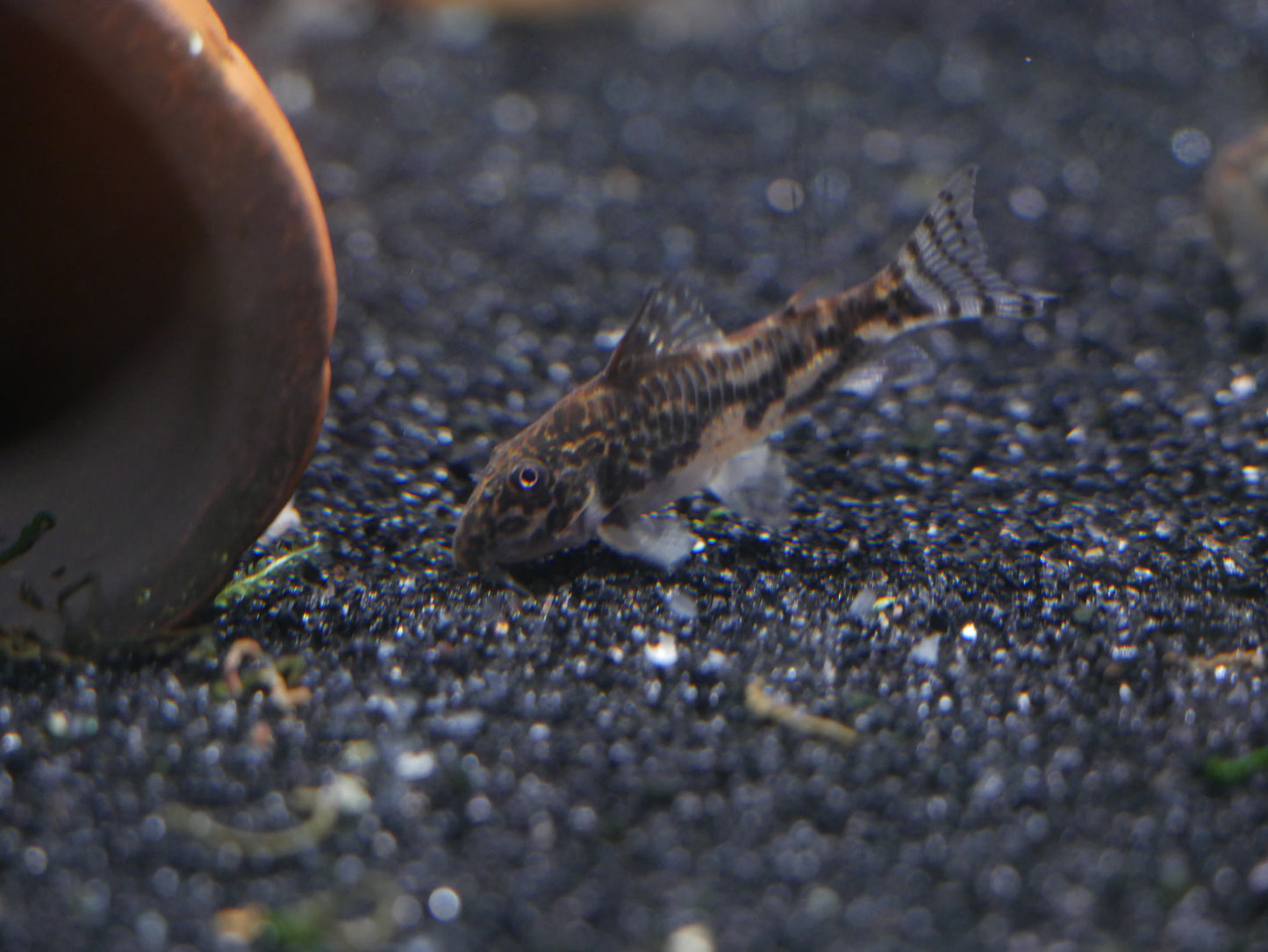 Barbatus Cory (Scleromstax barbatus) - MoonlightAquatics