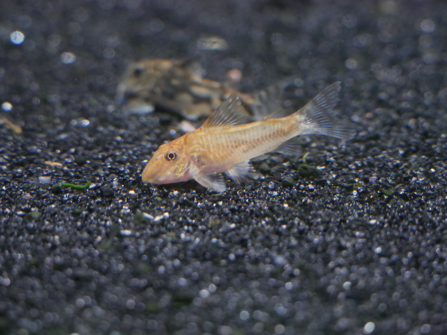 Barbatus Cory "Red Form" *RARE (Scleromstax barbatus) - MoonlightAquatics