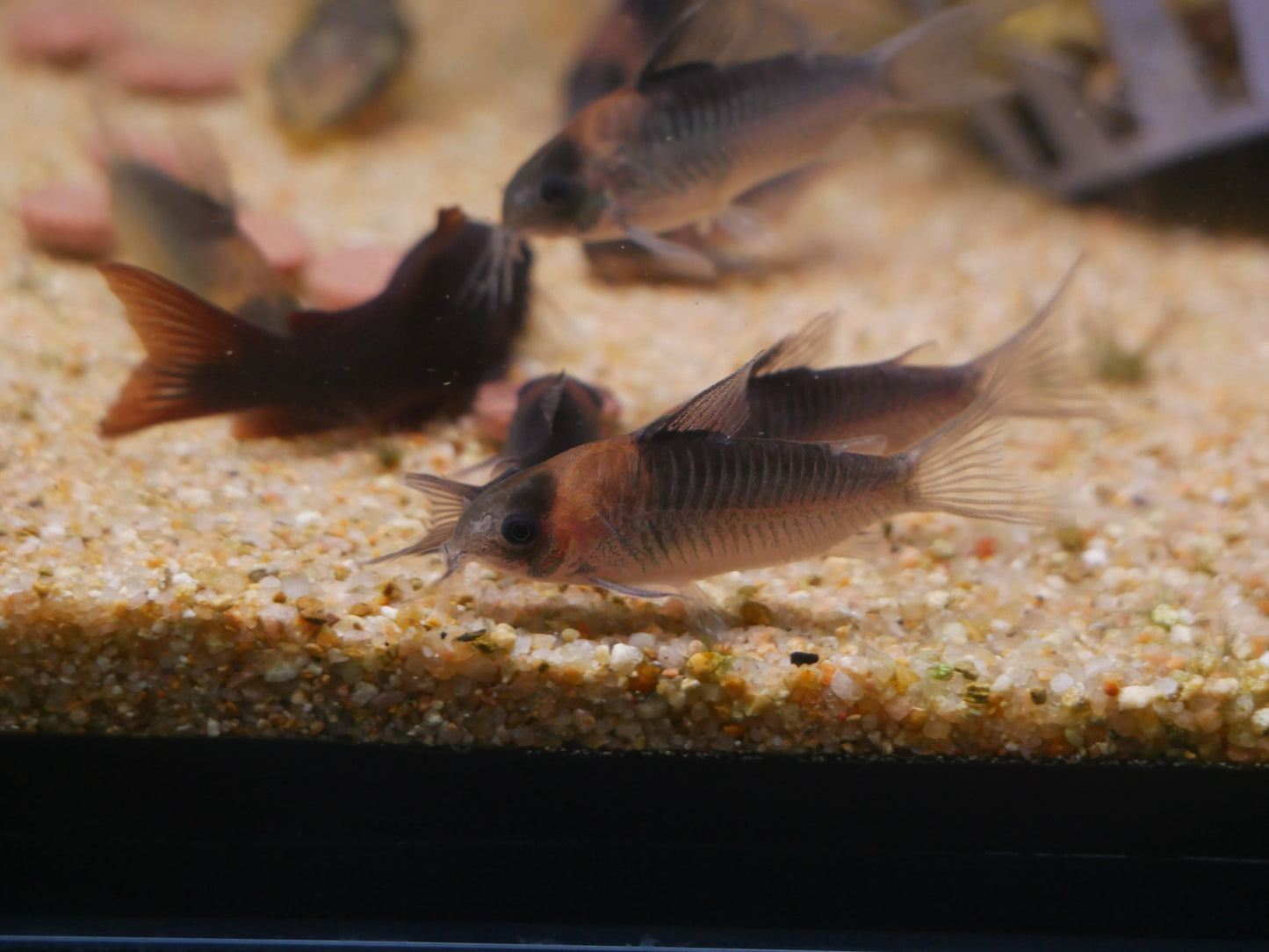 Corydoras Nijsseni (Nijssen's Cory) - MoonlightAquatics