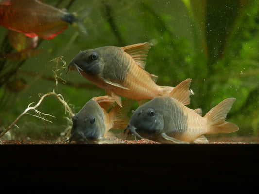 CW217 Rio Tomo Corydoras Concolor - MoonlightAquatics
