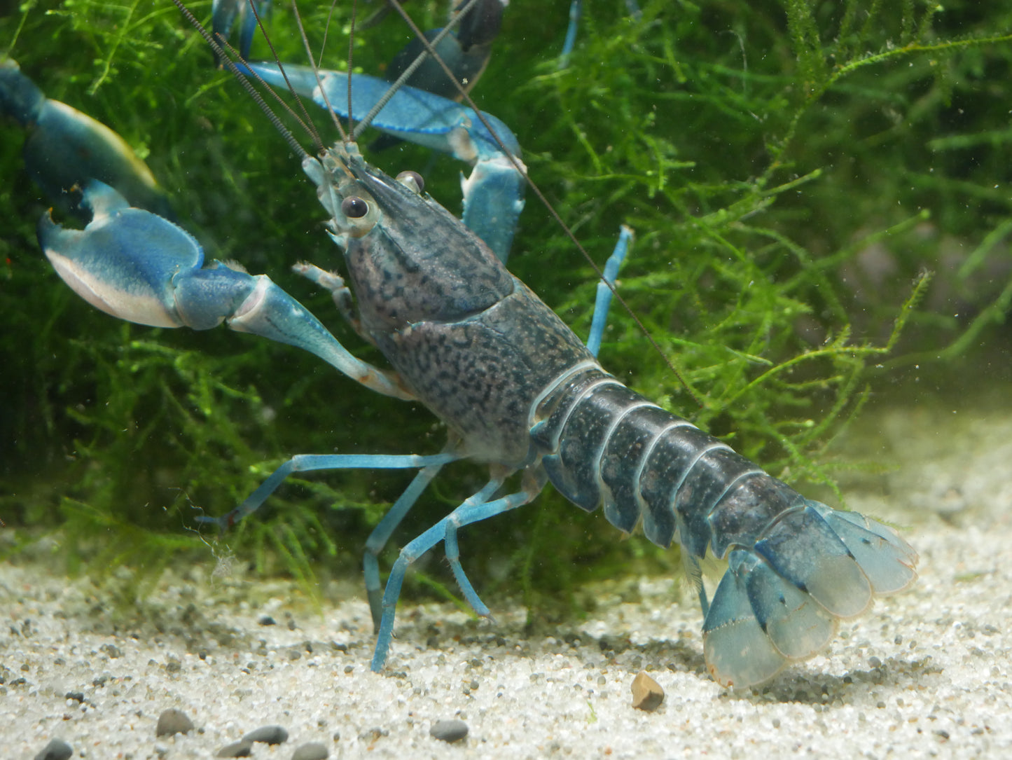 Snakeskin Blue Moon Crayfish (Cherax boesemani) - MoonlightAquatics