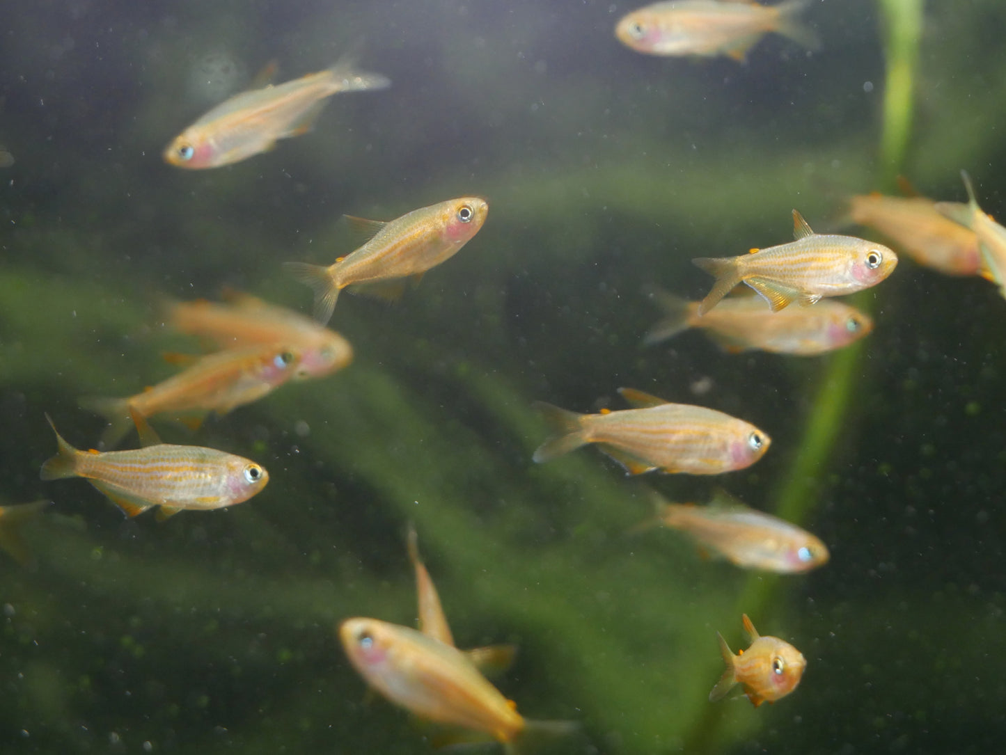 Scratched Kerri Tetra (Inpaichthys parauapiranga) - MoonlightAquatics