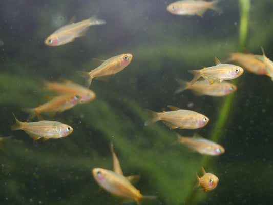 Scratched Kerri Tetra (Inpaichthys parauapiranga) - MoonlightAquatics