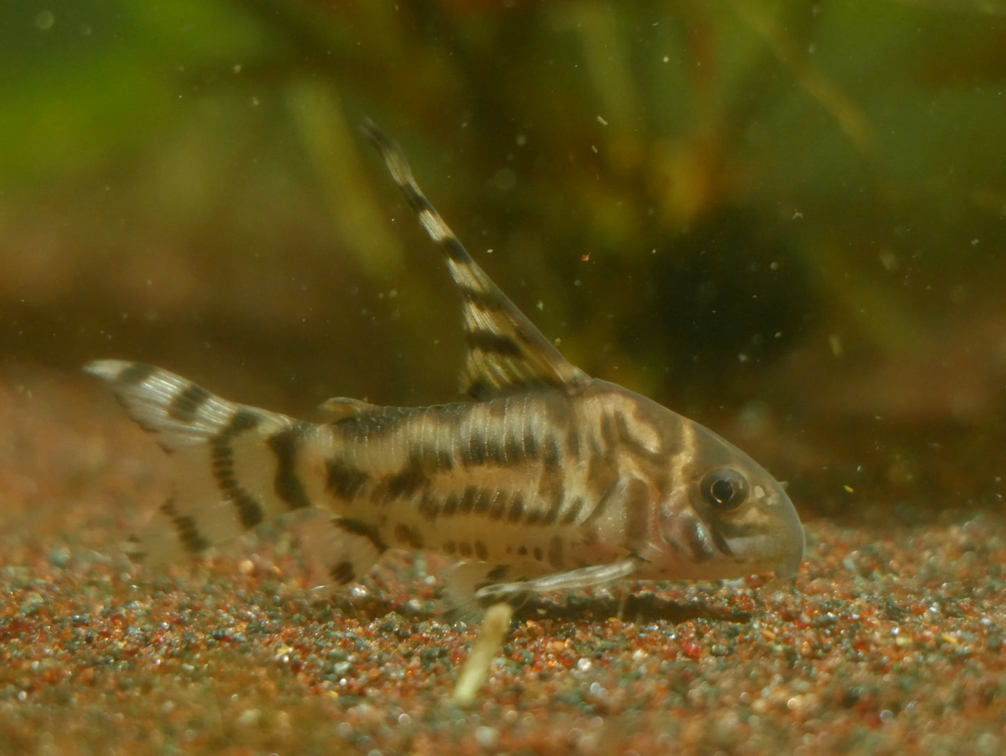CW111 Vulcan Cory (Hoplisoma sp.) - MoonlightAquatics