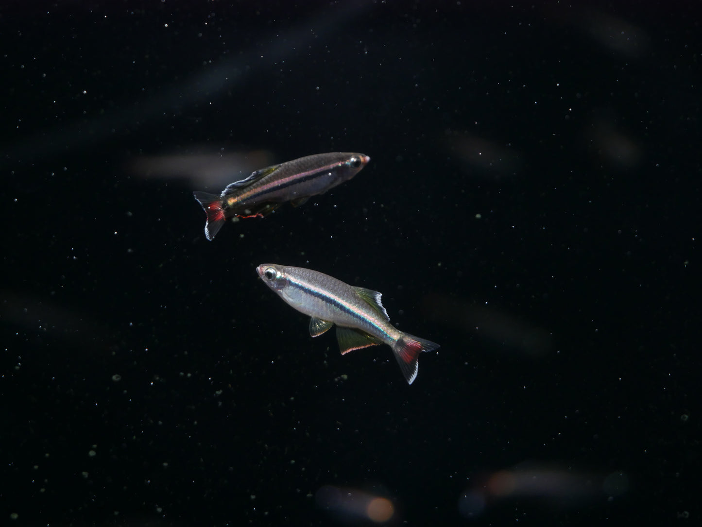 Royal White Cloud Mountain Minnow (Tanichthys micagemmae) - MoonlightAquatics