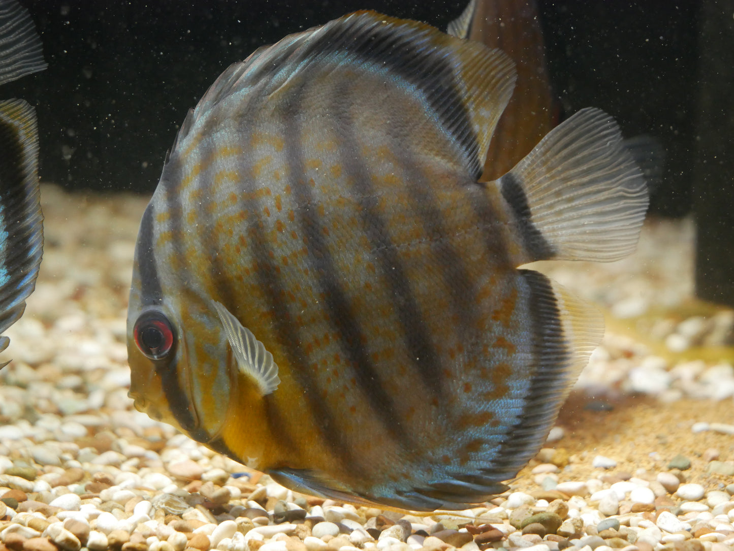 Wild Heckel Blue Discus - MoonlightAquatics