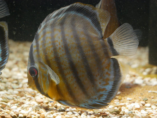 Wild Heckel Blue Discus - MoonlightAquatics