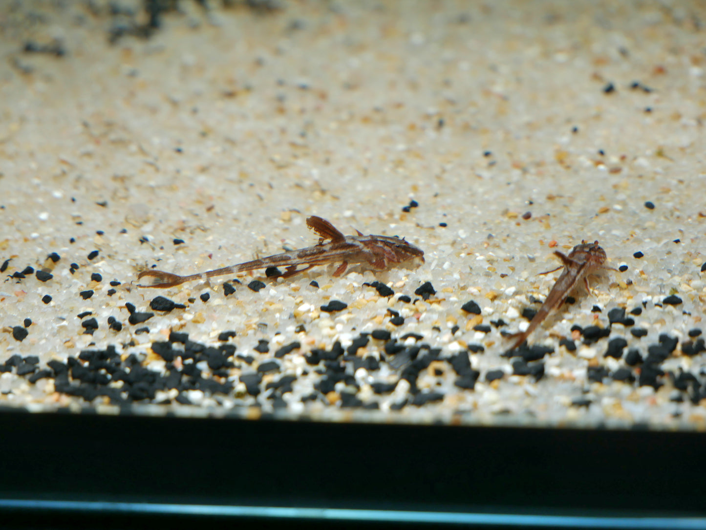 Red Lizard Catfish - MoonlightAquatics