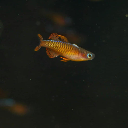 Red Neon Blue Eye Rainbowfish (Pseudomugil luminatus)