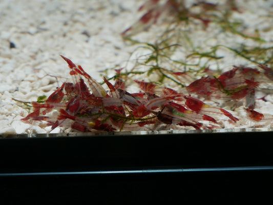 Red Rili Neo Shrimp