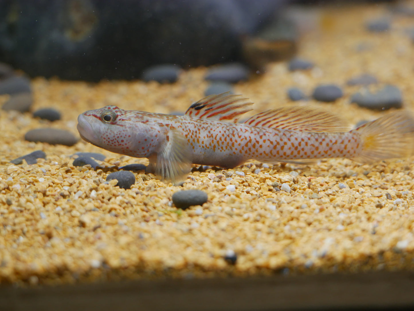 Rhinogobius sp.'The Star-Spangled Banner Goby'