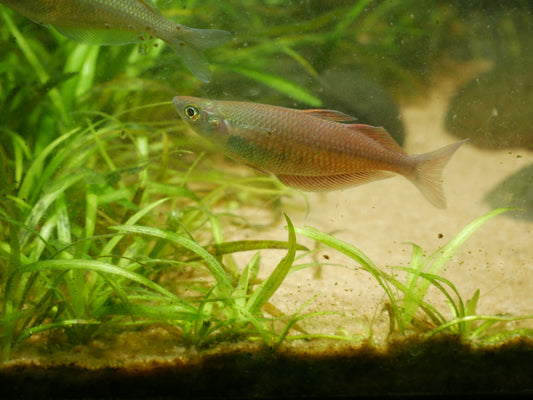 Chilatherina Fasciata "Senggi" Rainbowfish