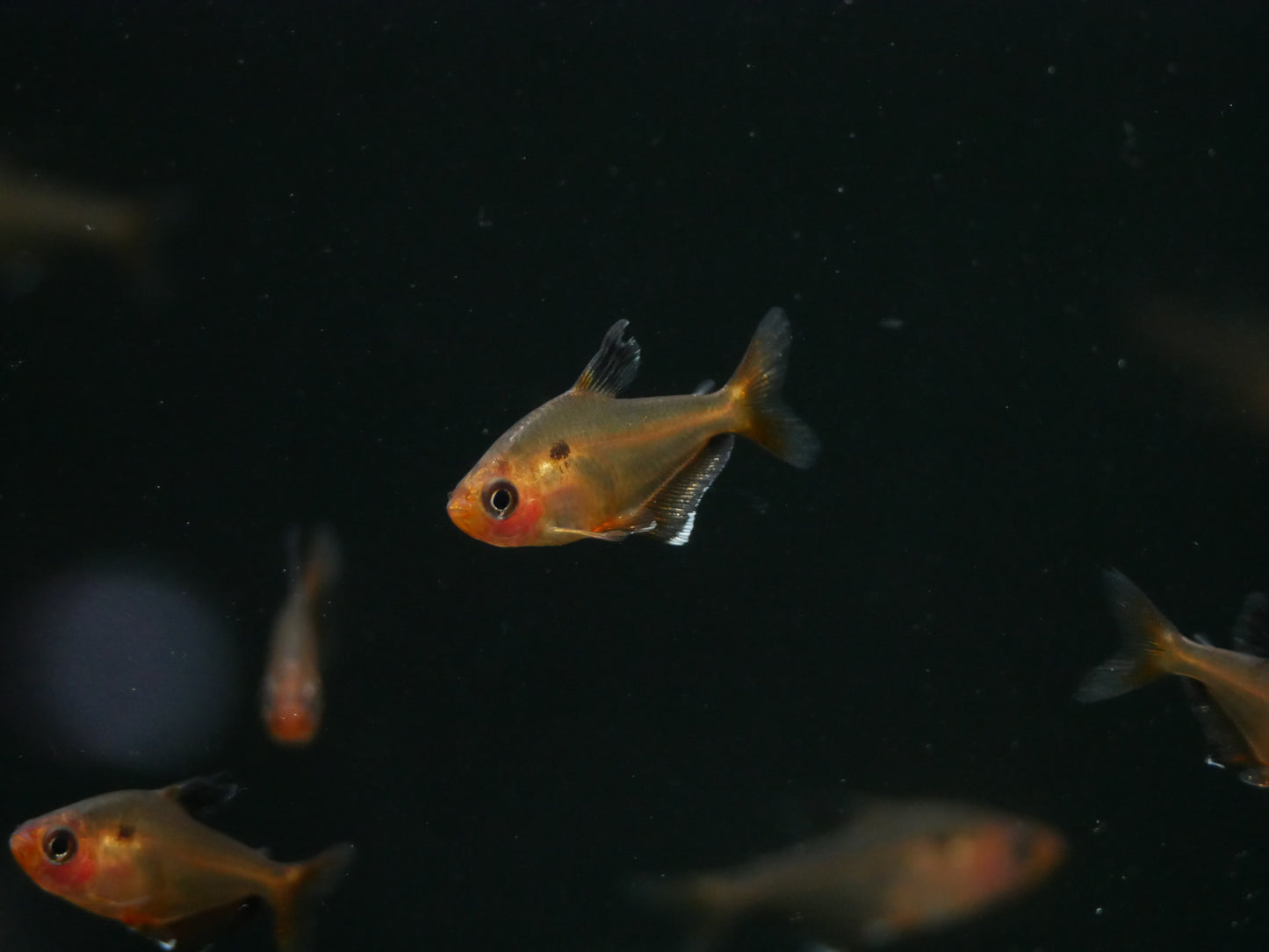 Serpae Tetra