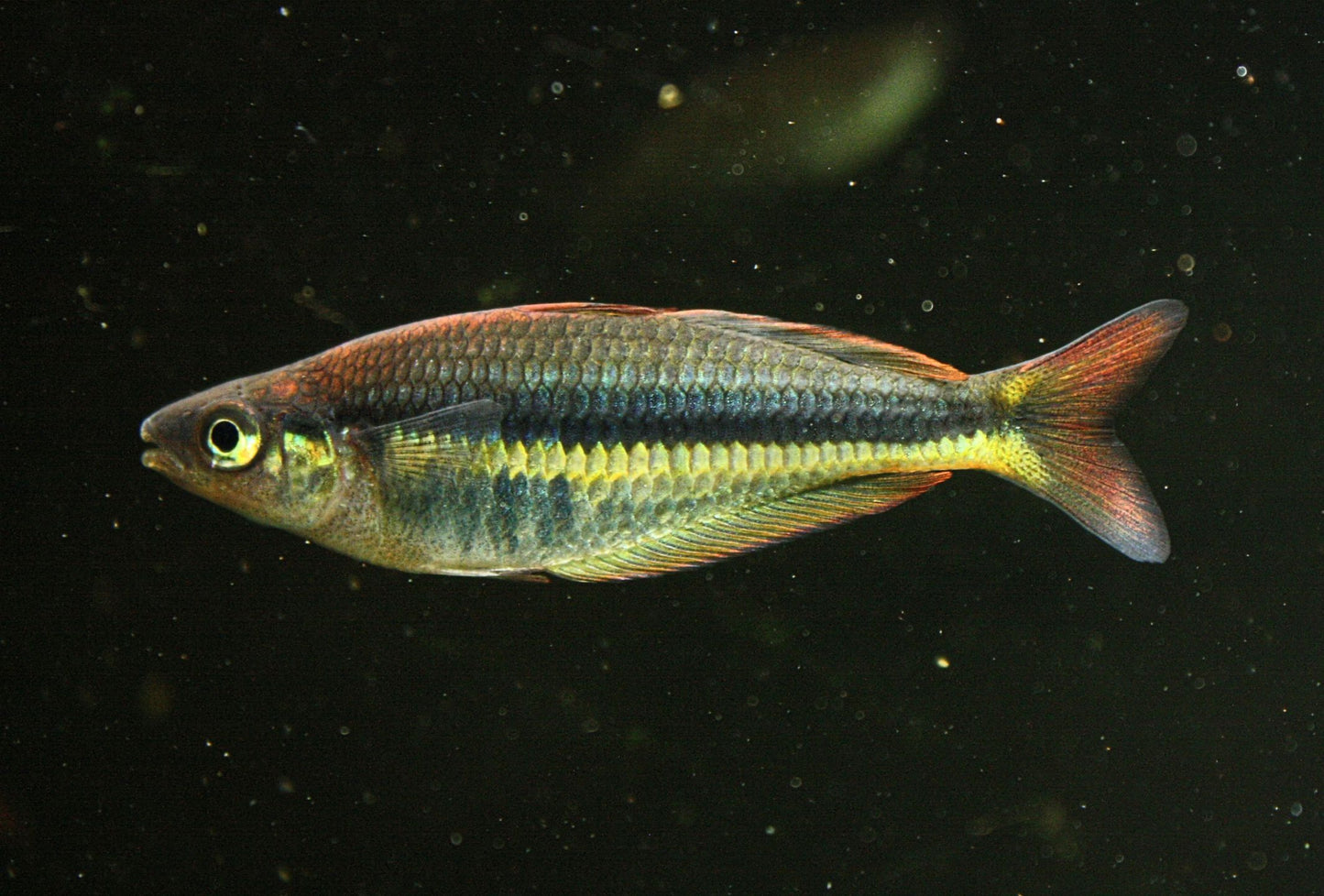 Chilatherina alleni “Wapoga” red form