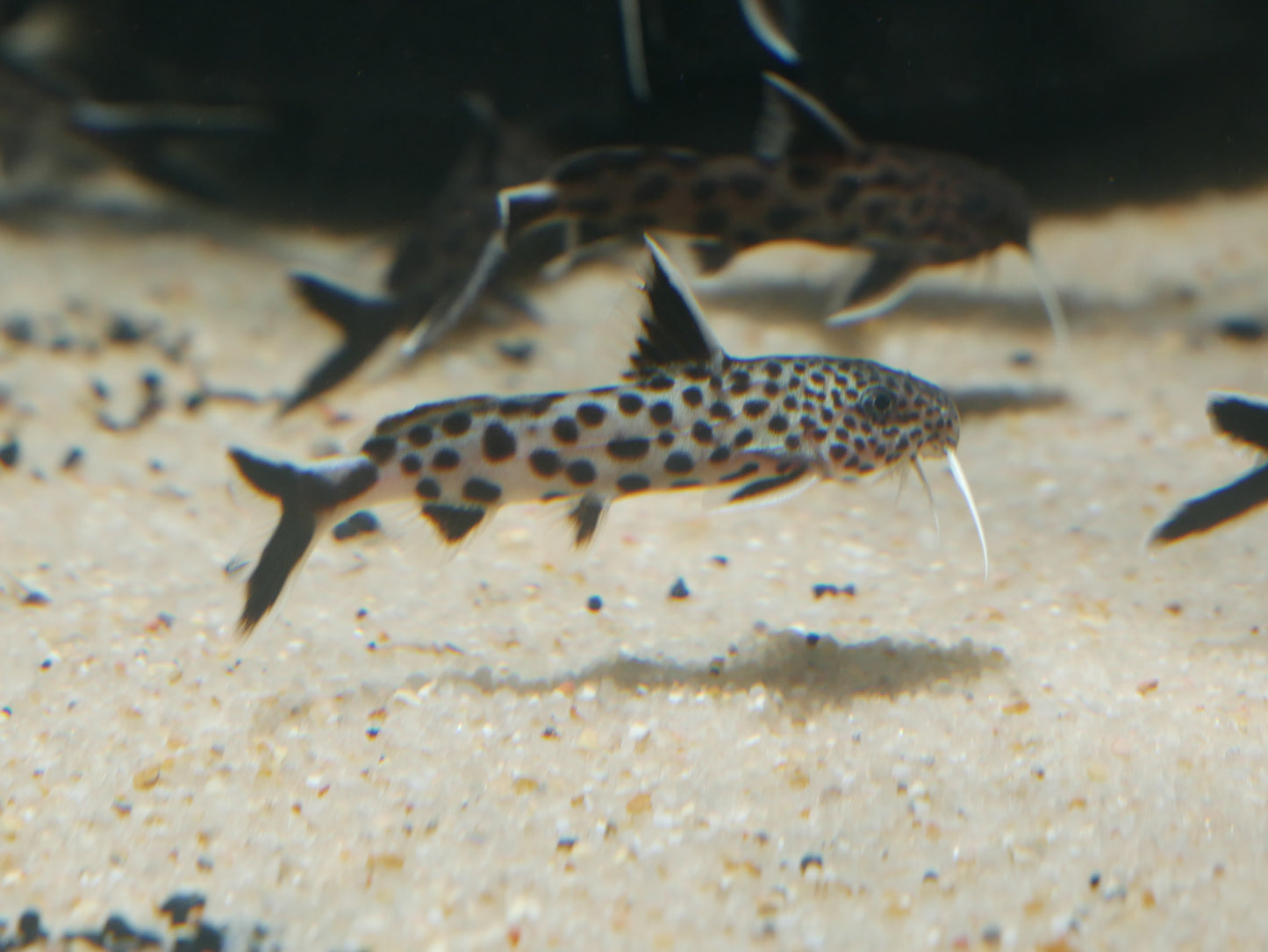 Synodontis lucipinnis