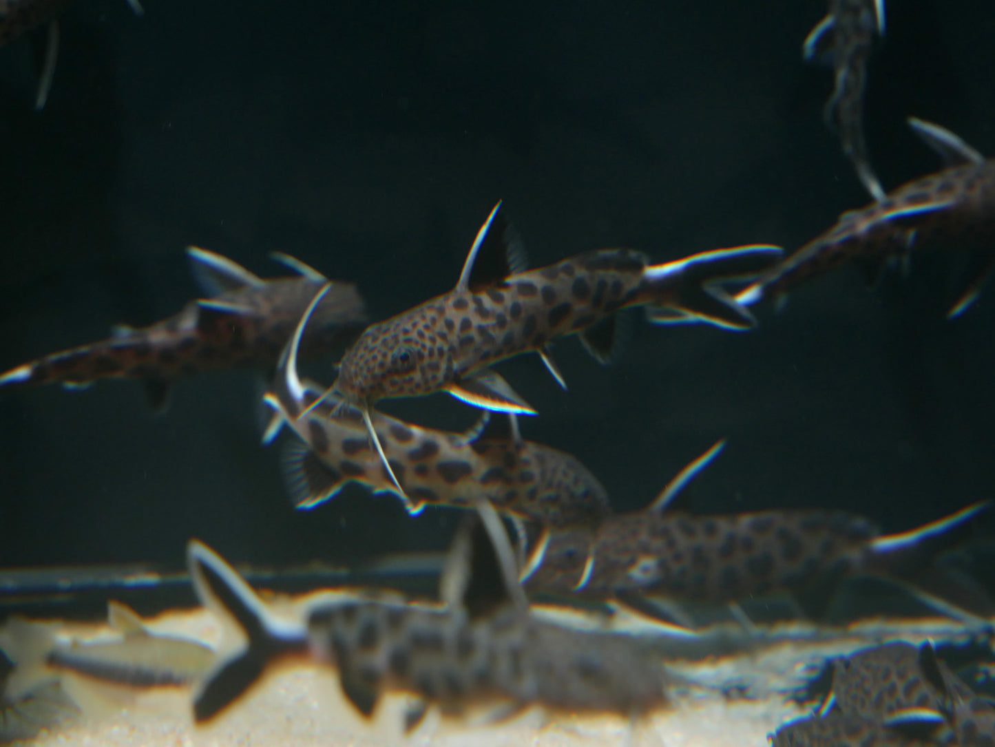 Synodontis lucipinnis