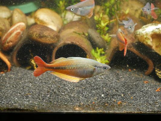 Chilatherina Spec.Upper Tor Rainbowfish