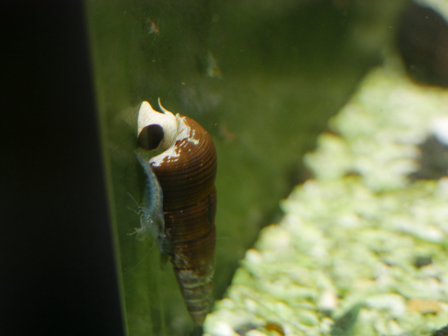 Golden Sulawesi Rabbit Snail (Tylomelania sarasinorum)