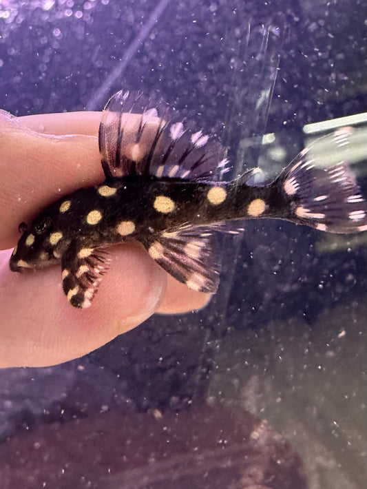 L471 Mini Snowball Pleco - MoonlightAquatics