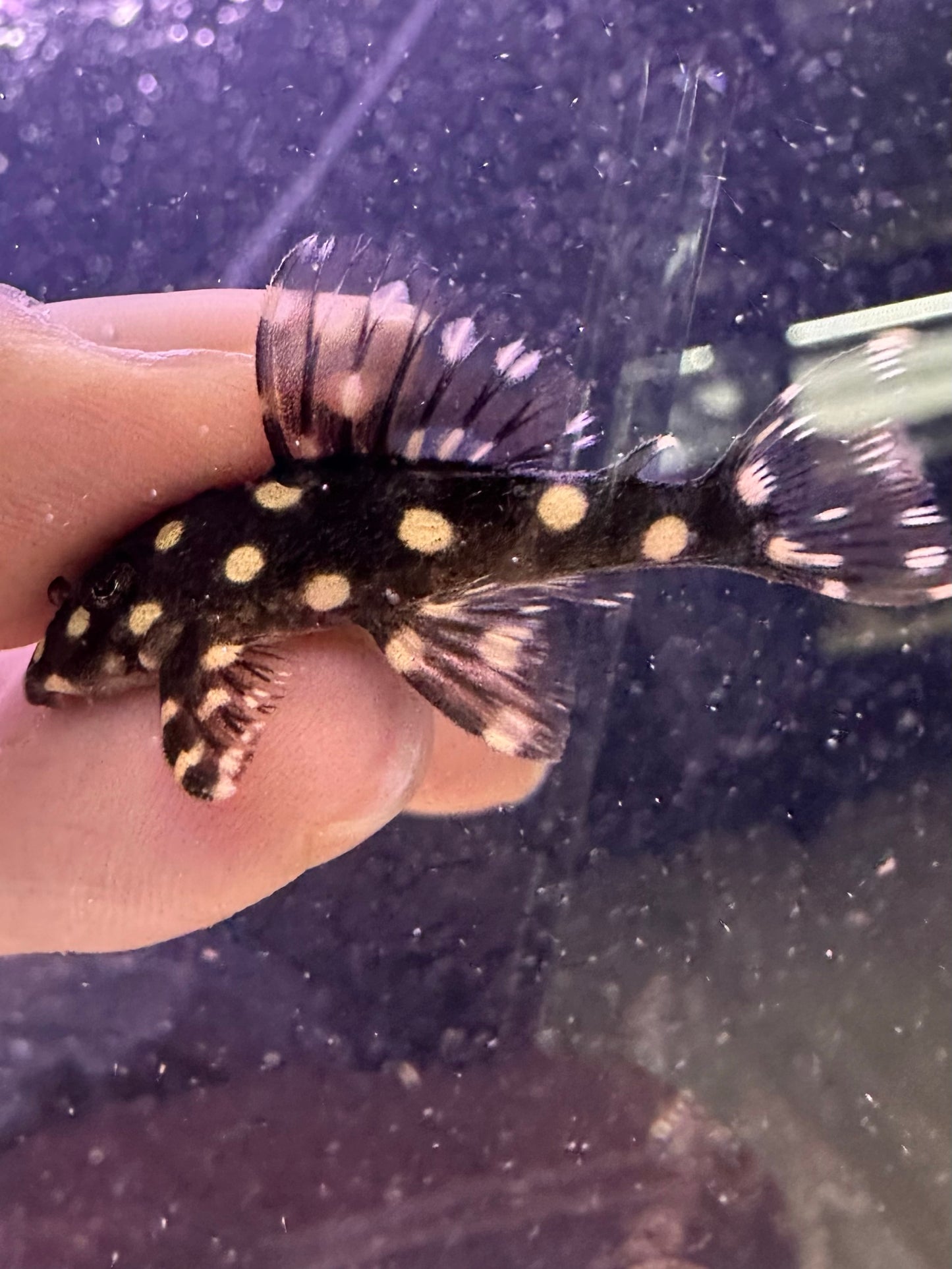 L471 Mini Snowball Pleco - MoonlightAquatics