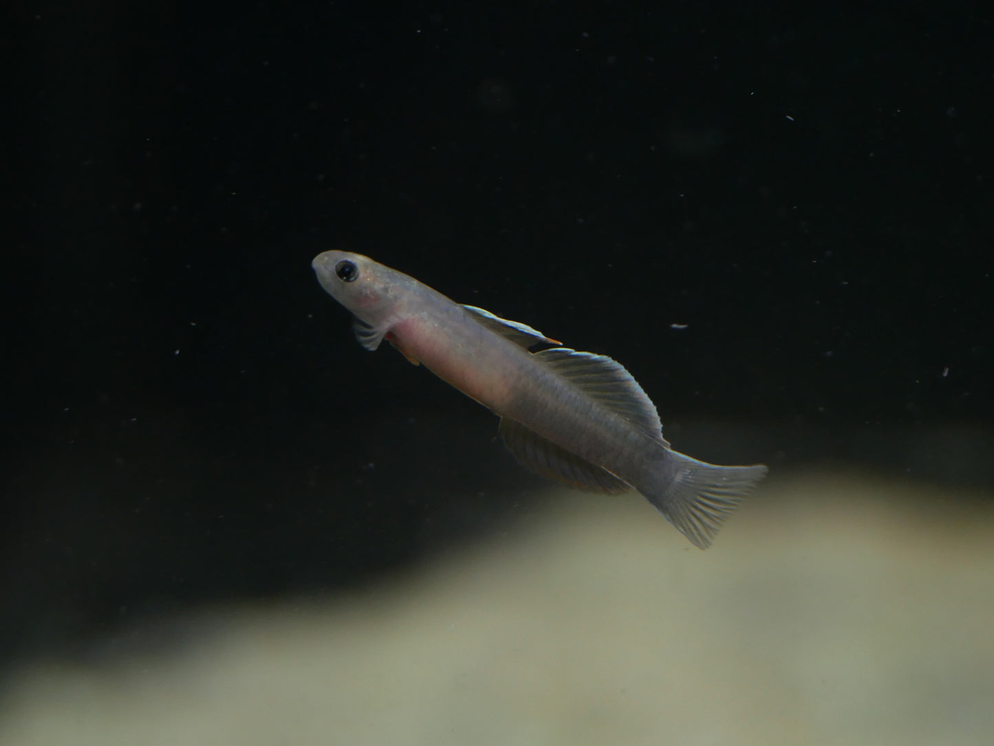 Lentipes Dimetrodon - MoonlightAquatics