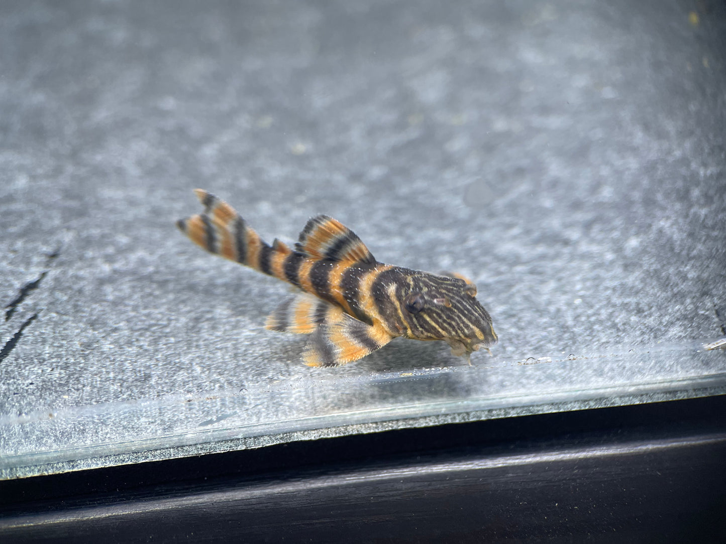 L397 Alenquer Tiger - MoonlightAquatics
