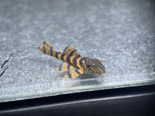 L397 Alenquer Tiger - MoonlightAquatics