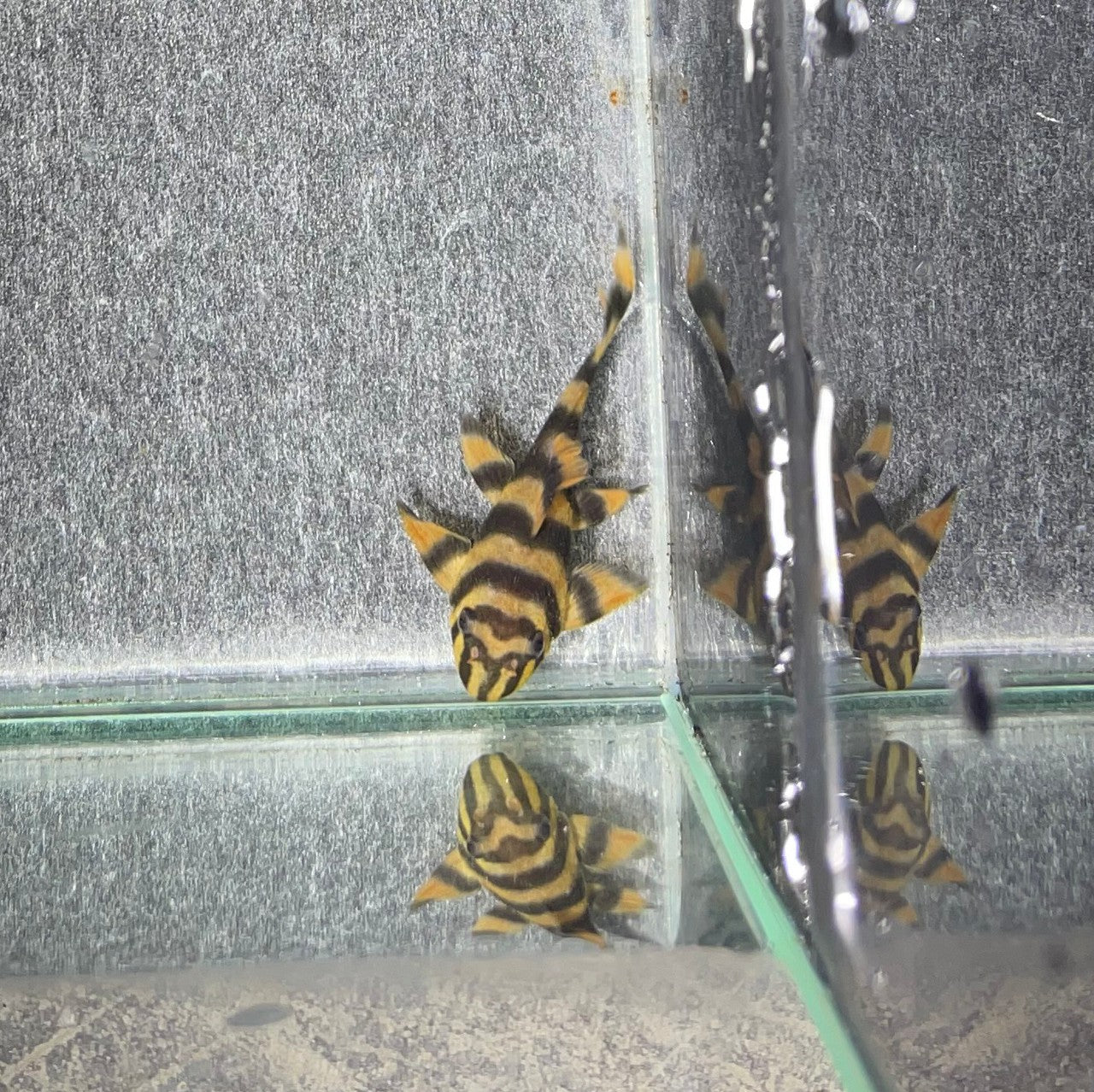L306 Takutut Tiger Pleco - MoonlightAquatics
