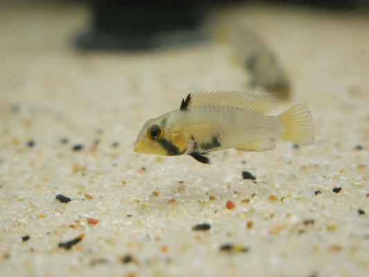 Apistogramma Panduro, "Blue Panda" Apisto - MoonlightAquatics