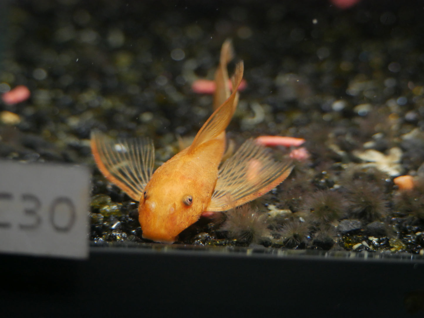 Longfin Super Red Brislenose Pleco - MoonlightAquatics