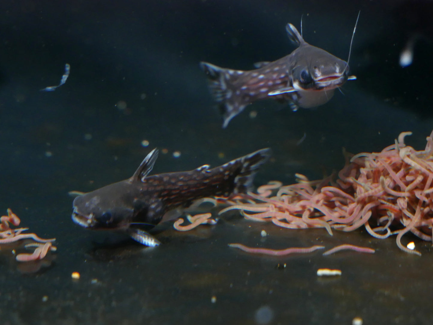 Milky Way Wood Catfish (Tatia intermedia) - MoonlightAquatics