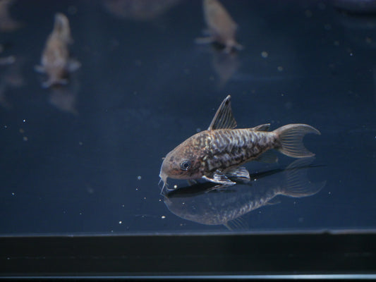 C005 Pantanalensis Cory (Brochis pantanalensis) - MoonlightAquatics