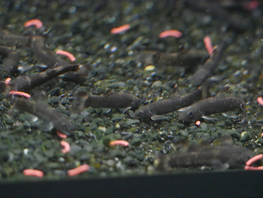 Panda Garra - MoonlightAquatics