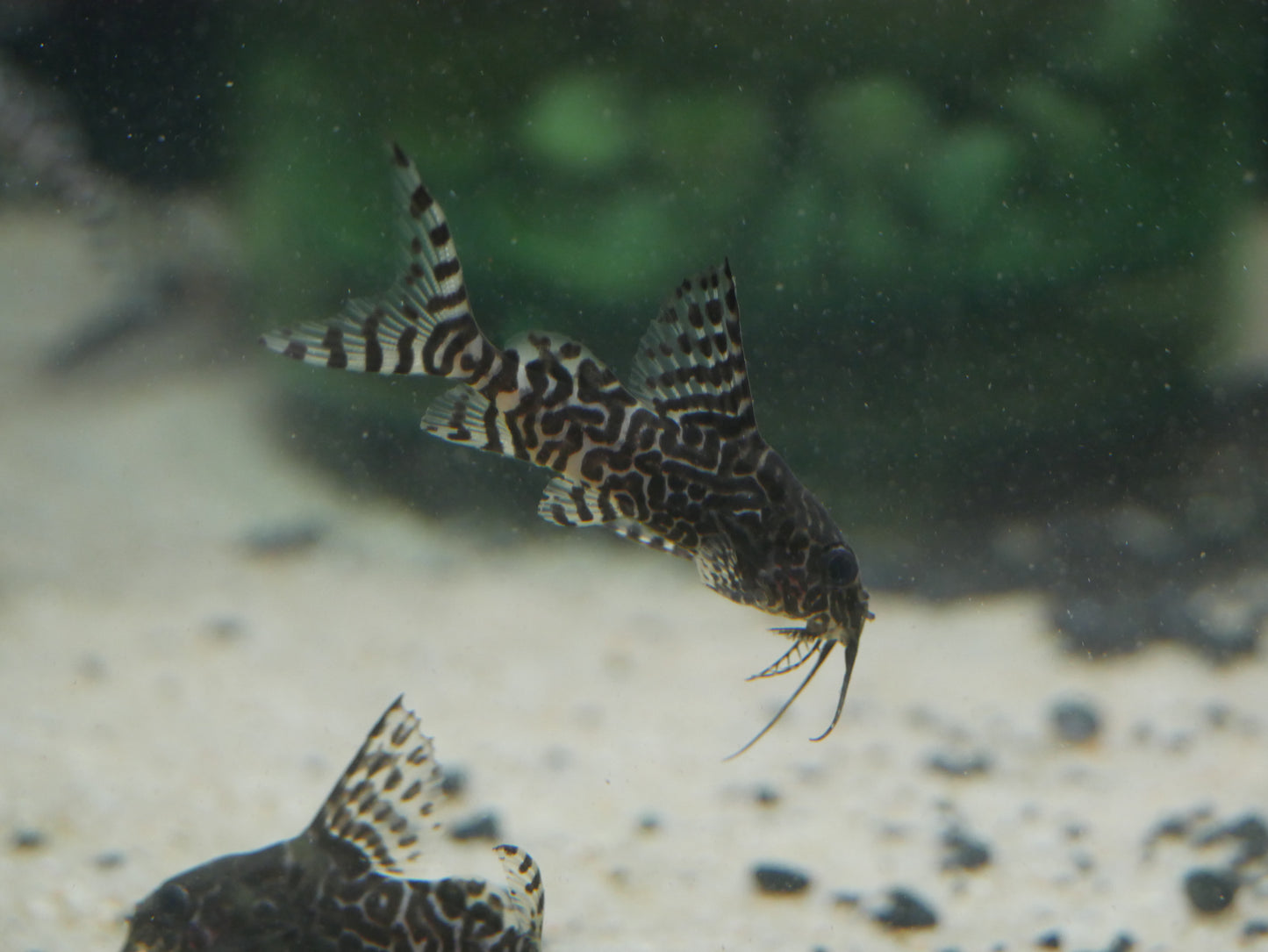 Featherfin Squeaker Cat "Synodontis eupterus" - MoonlightAquatics