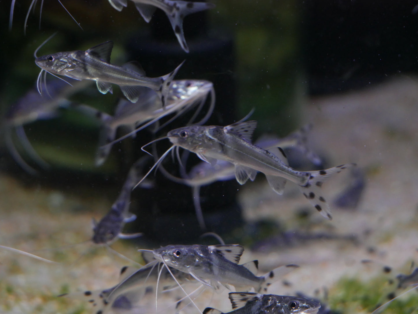 Pictus Catfish "Pimelodus Pictus" - MoonlightAquatics