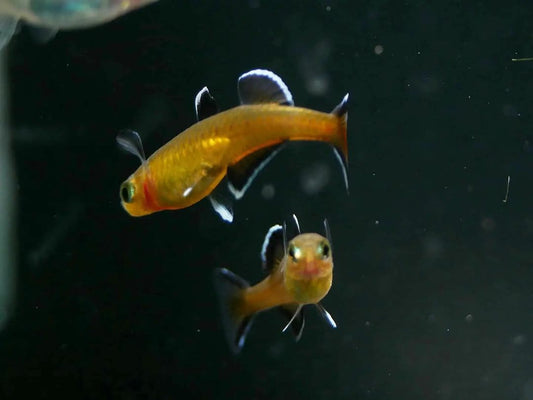 Honey Blue Eye (Pseudomugil Mellis) - MoonlightAquatics