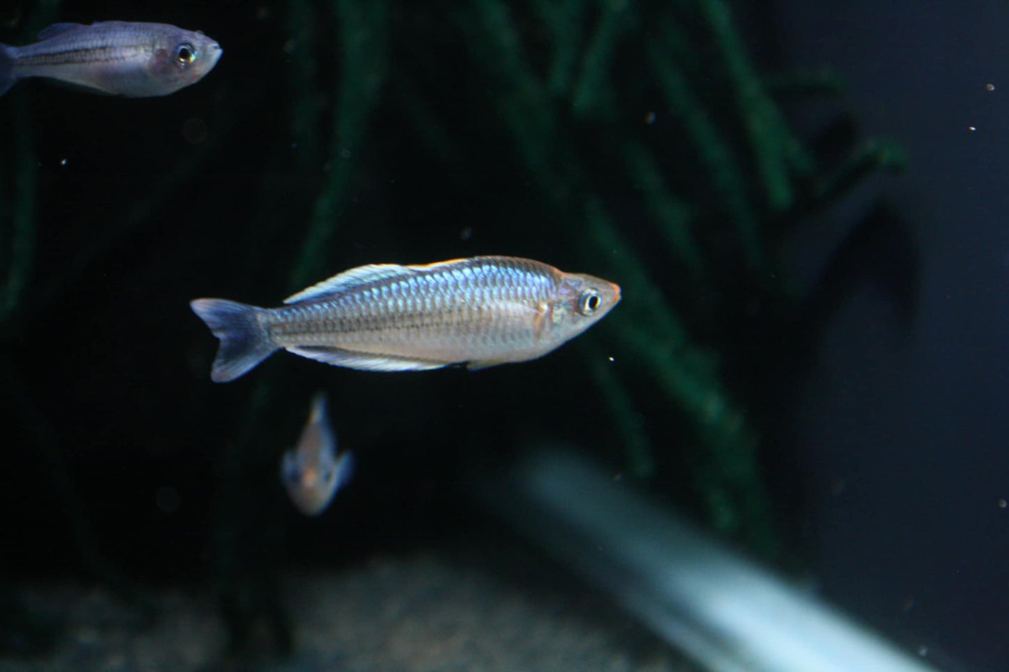 Melanotaenia Pygmaea - MoonlightAquatics