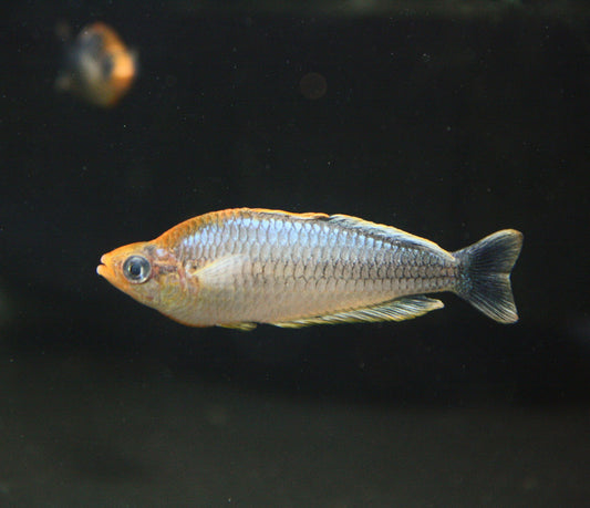 Melanotaenia Pygmaea - MoonlightAquatics
