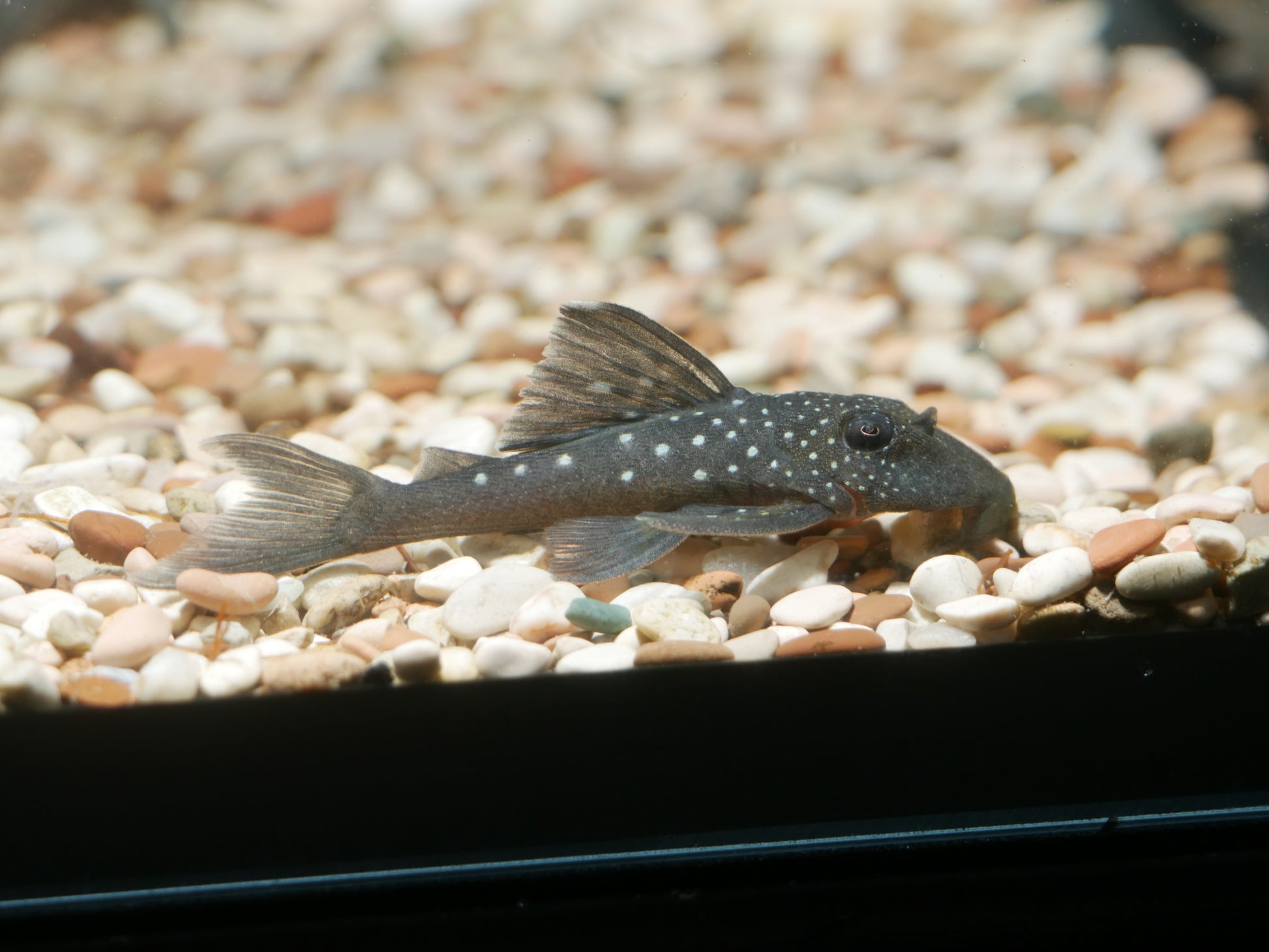 L128 Blue Phantom Pleco (Hemiancistrus sp. L128) - MoonlightAquatics