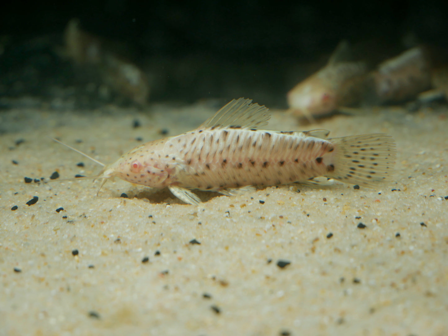 Albino Spotted Hoplo Catfish (Megalechis thoracata) - MoonlightAquatics