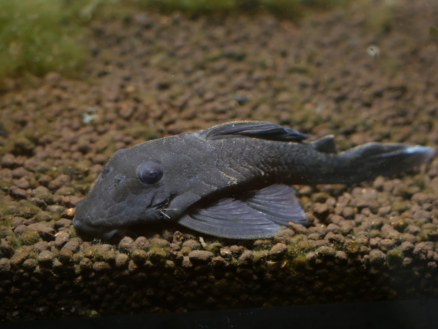 L239 Blue Panaque Pleco (Baryancistrus beggini) - MoonlightAquatics