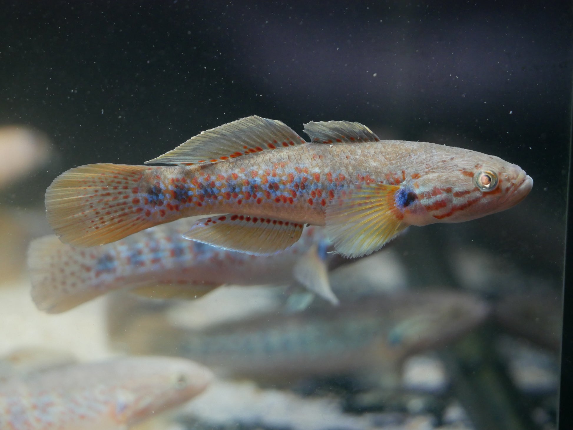 Banded Gudgeon "Mogurnda cingulata" - MoonlightAquatics