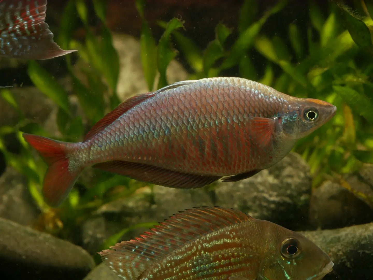 Chilatherina Fasciata "Kali Web" Rainbowfish - MoonlightAquatics