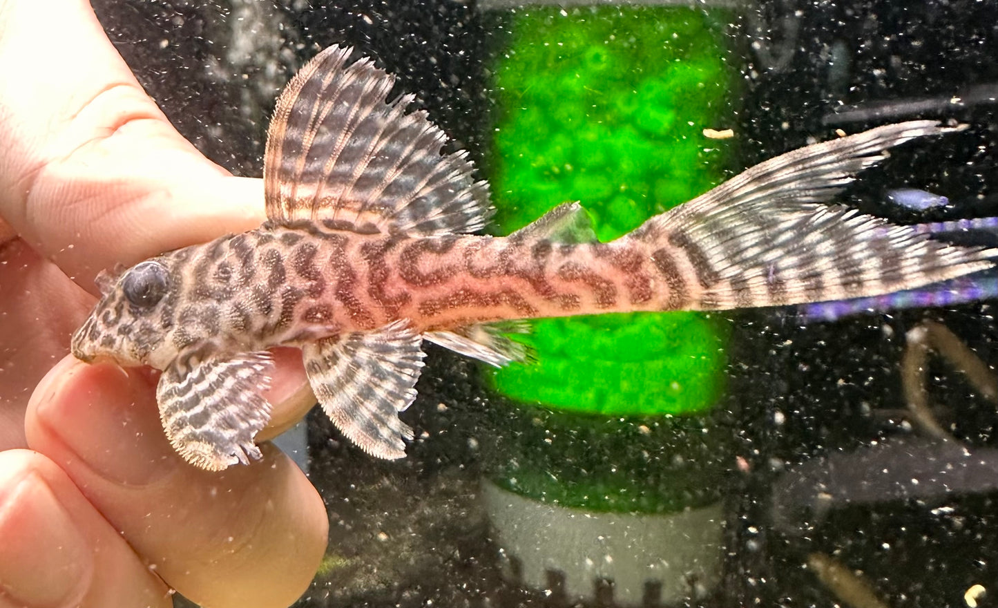 L400 Decorated Zebra Pleco - MoonlightAquatics