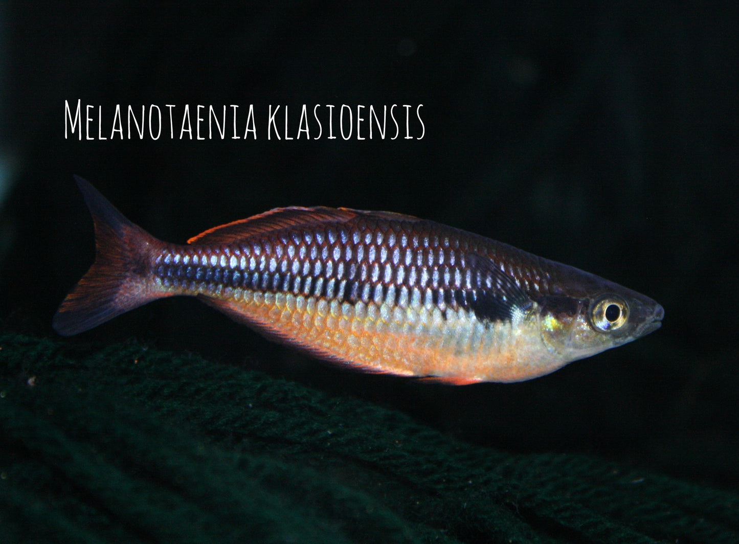 Melanotaenia klasioensis "Klasio Creek" - MoonlightAquatics