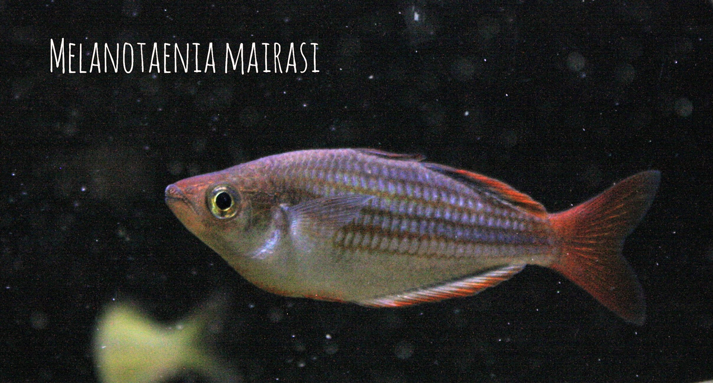 Melanotaenia Mairasi Rainbowfish - MoonlightAquatics