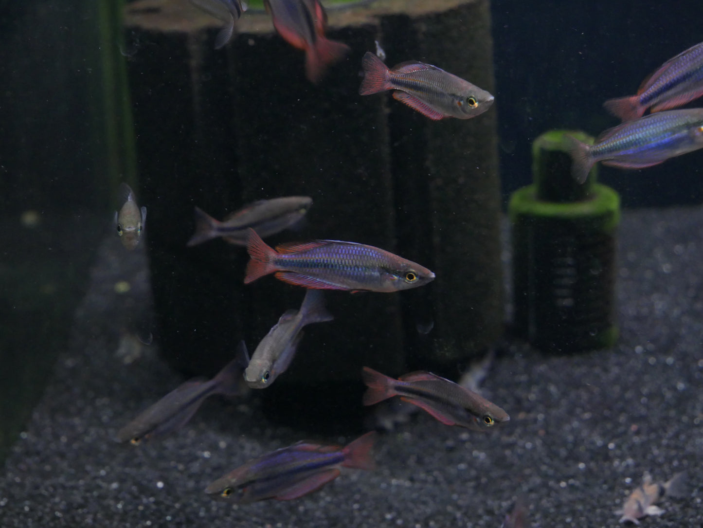 Melanotaenia Trifasciata "Cato River" Rainbow - MoonlightAquatics