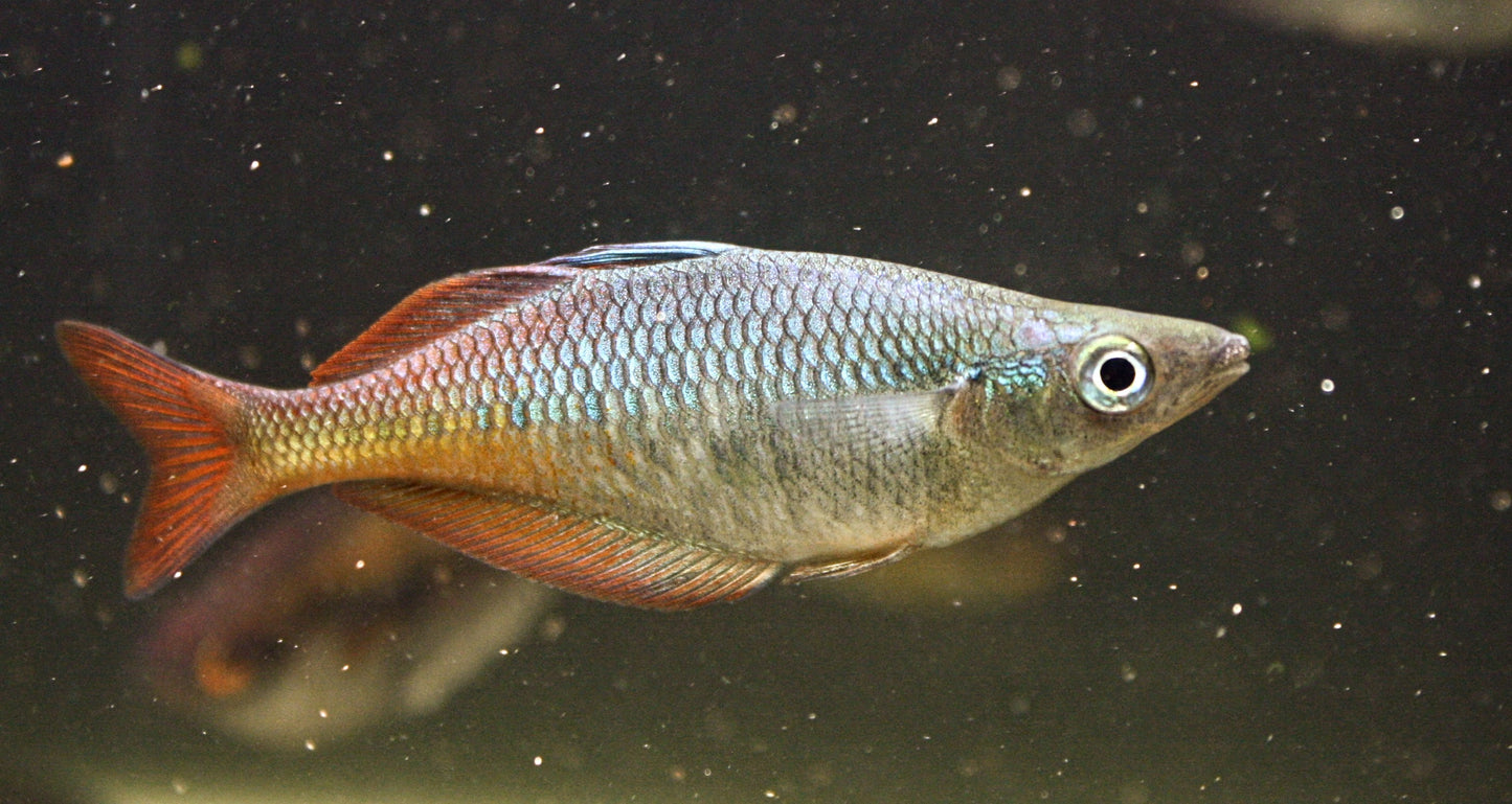 Chilatherina Spec "Taritatu River" - MoonlightAquatics