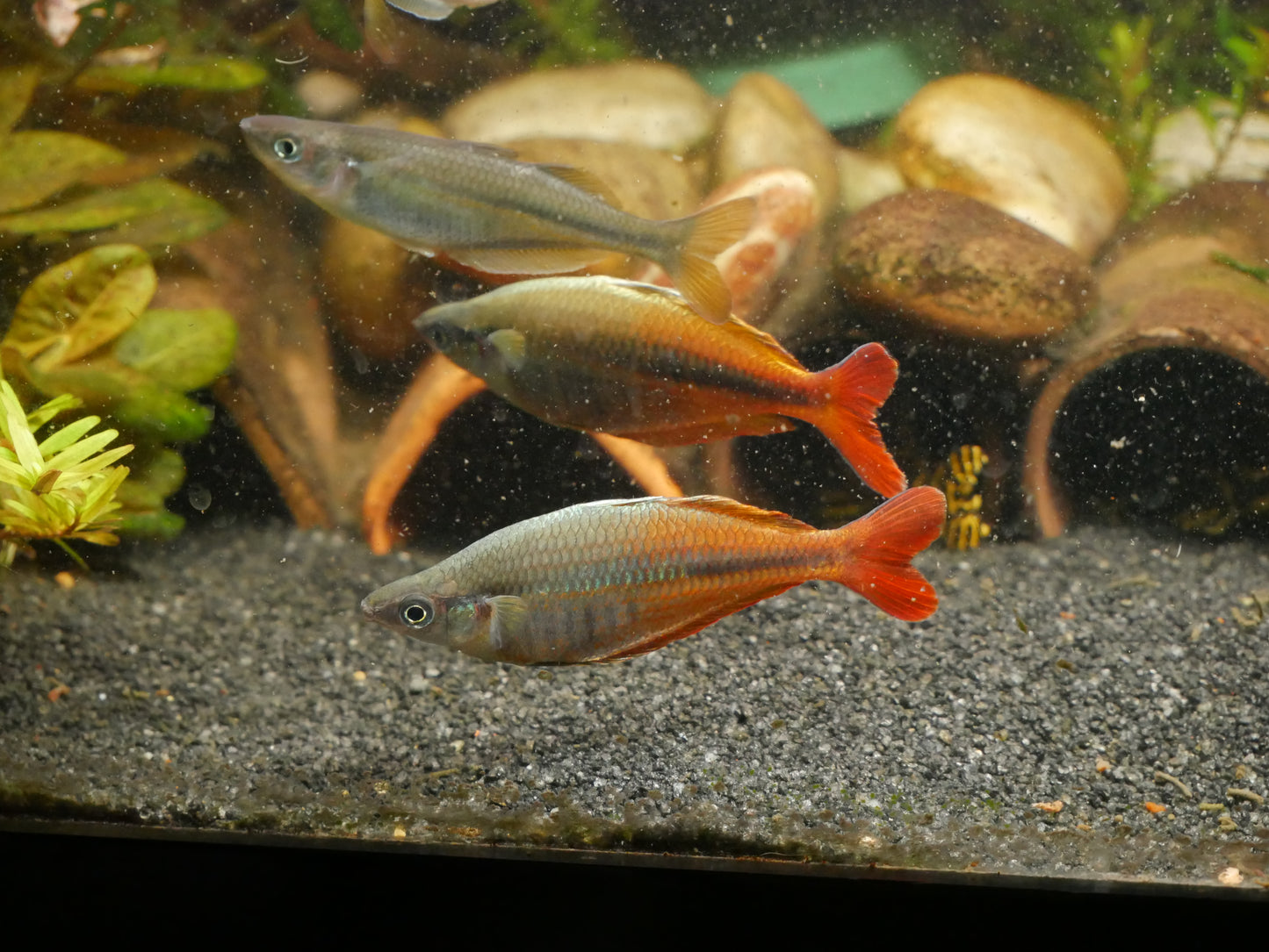 Chilatherina Spec.Upper Tor Rainbowfish - MoonlightAquatics